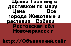 Щенки Тоса-ину с доставкой по миру › Цена ­ 68 000 - Все города Животные и растения » Собаки   . Ростовская обл.,Новочеркасск г.